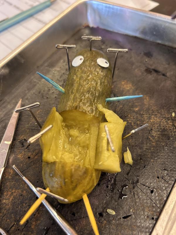 Pickle Dissection! Featured Photo