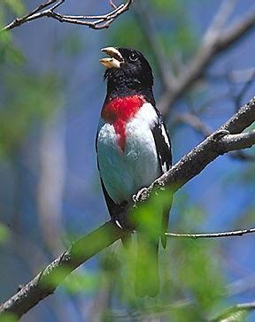 Rose Breasted Grosbeak