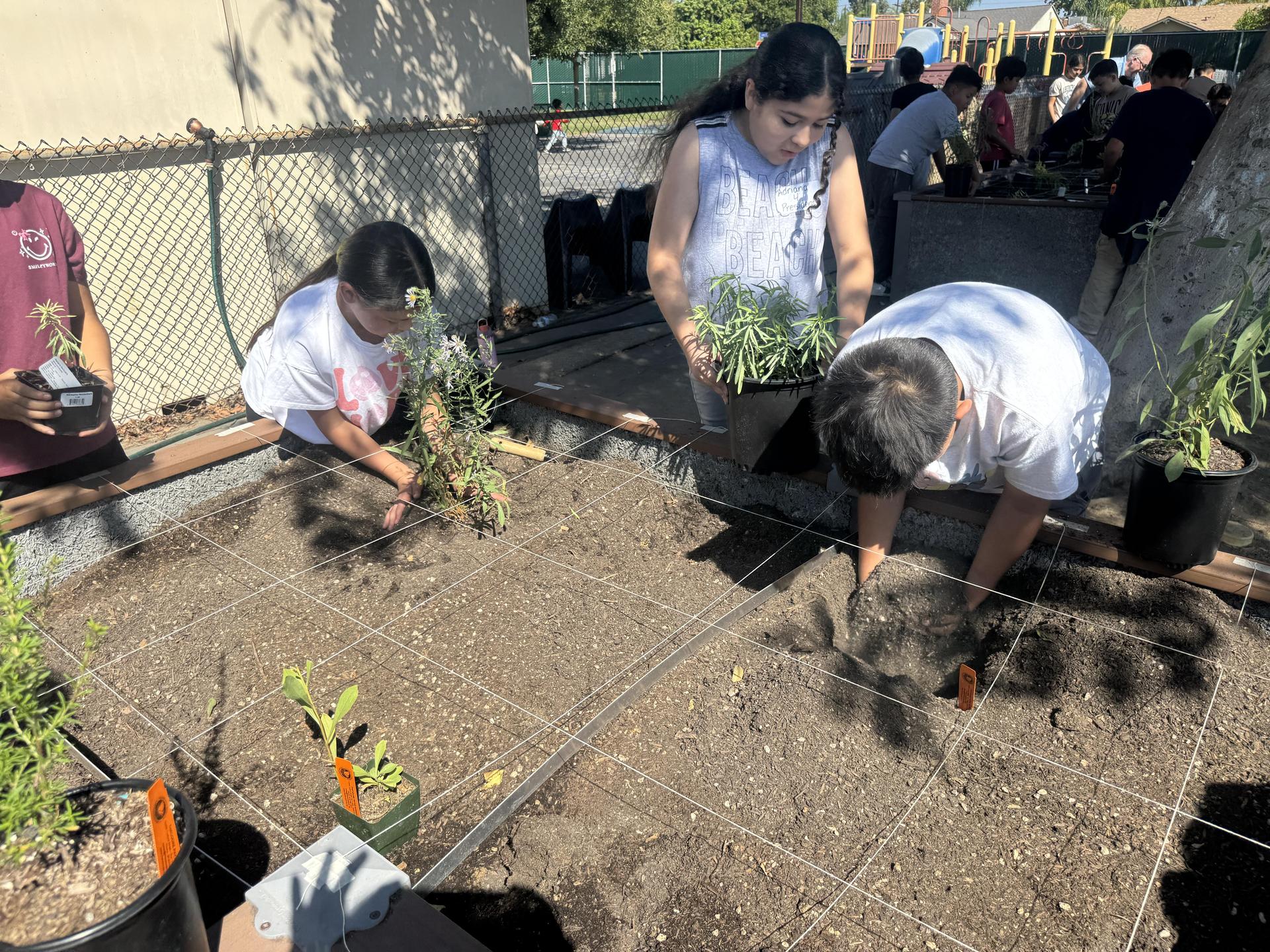 Lorne's Monarch Butterfly Sanctuary Garden