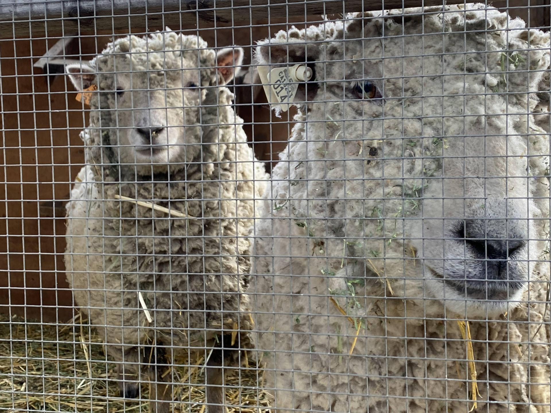 Sheep are not camera shy