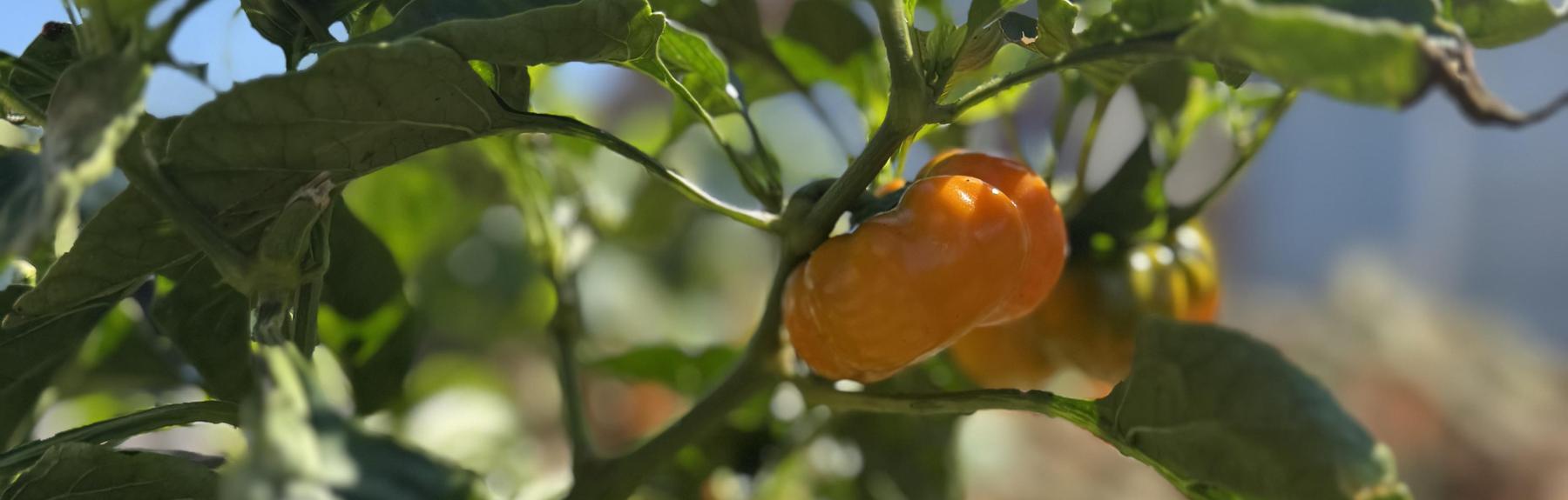 Tomato