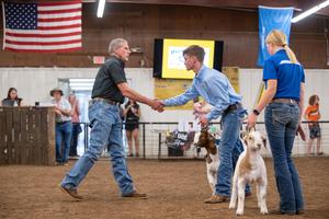 goat show