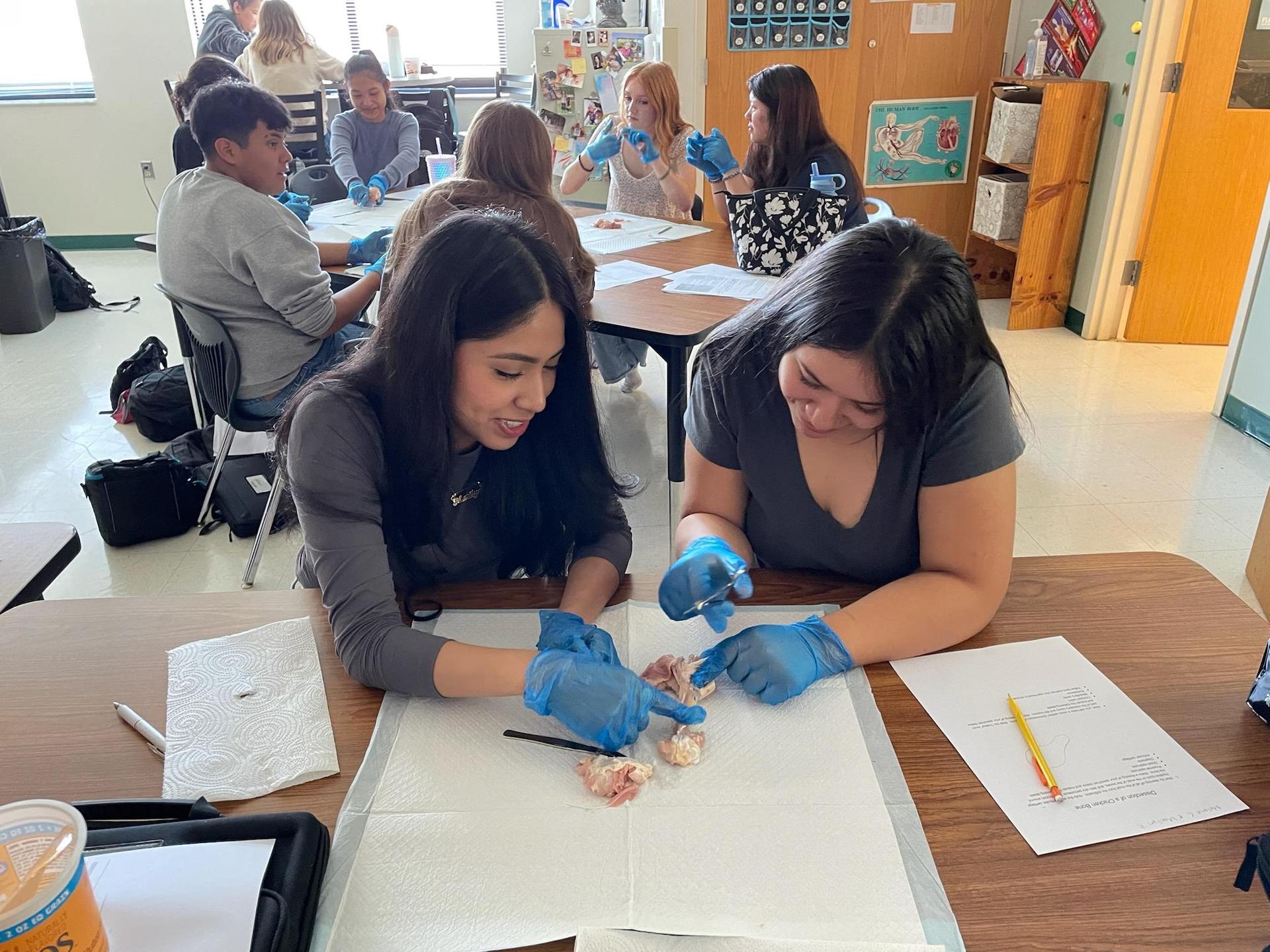 Two female students working on a dissection of a chicken leg