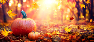 Pumpkin in the fall forest