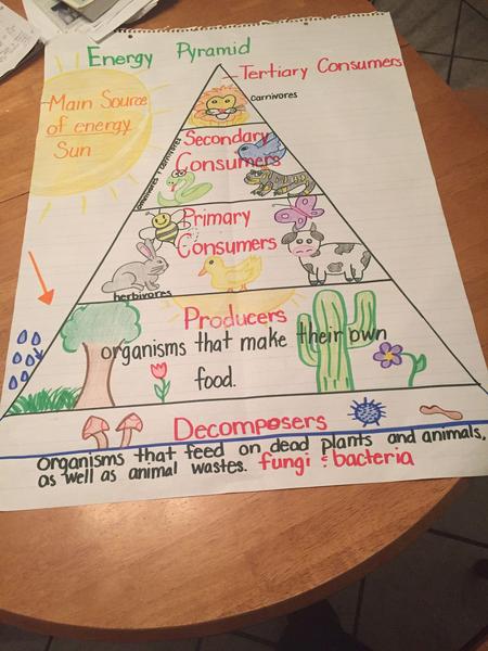 Energy pyramid.jpg