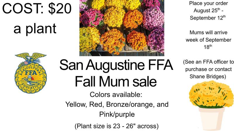 San Augustine FFA mum sale. $20 a plant. August 25th through September 12th.