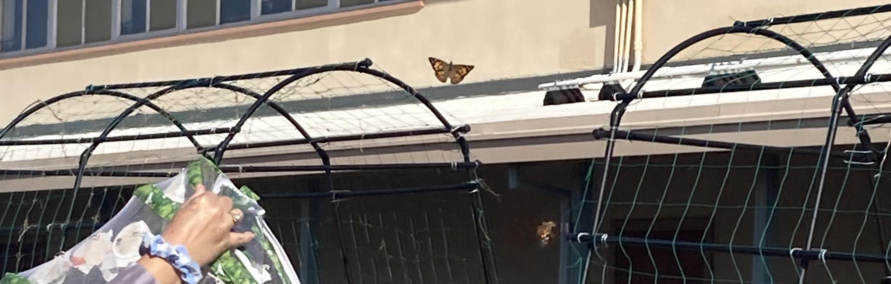 Del Rey Elementary School