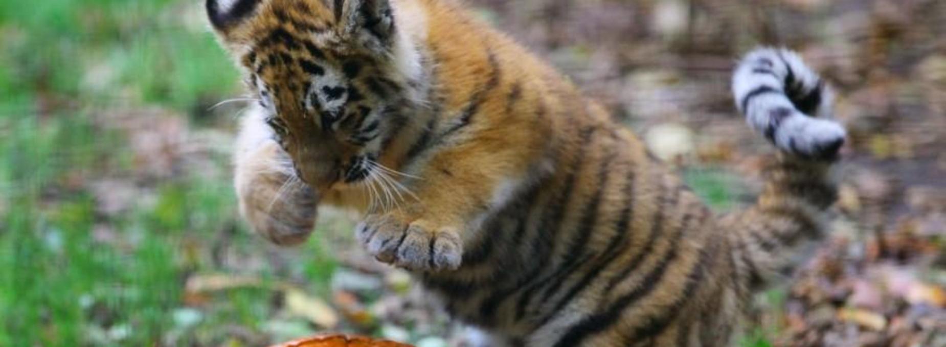 Little Tiger