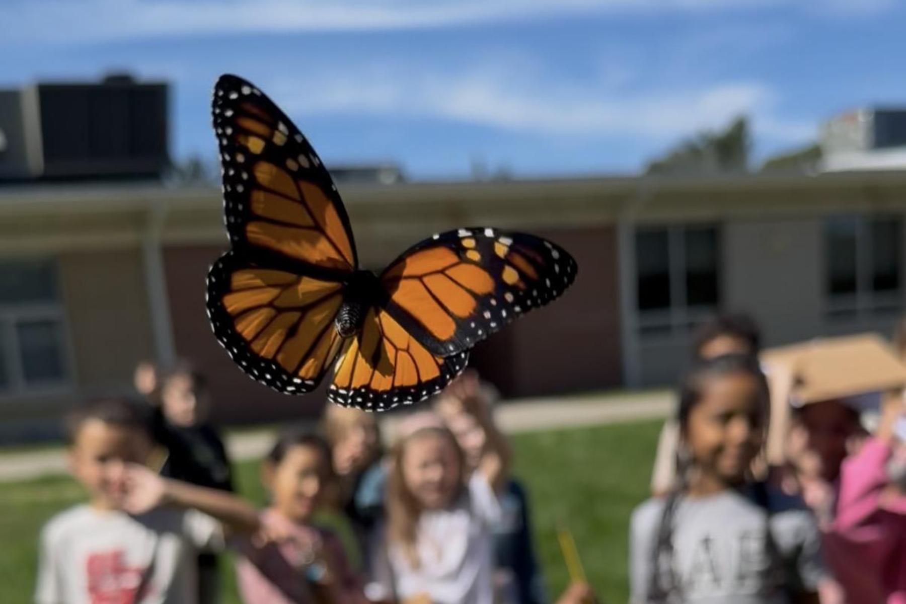 Butterfly release