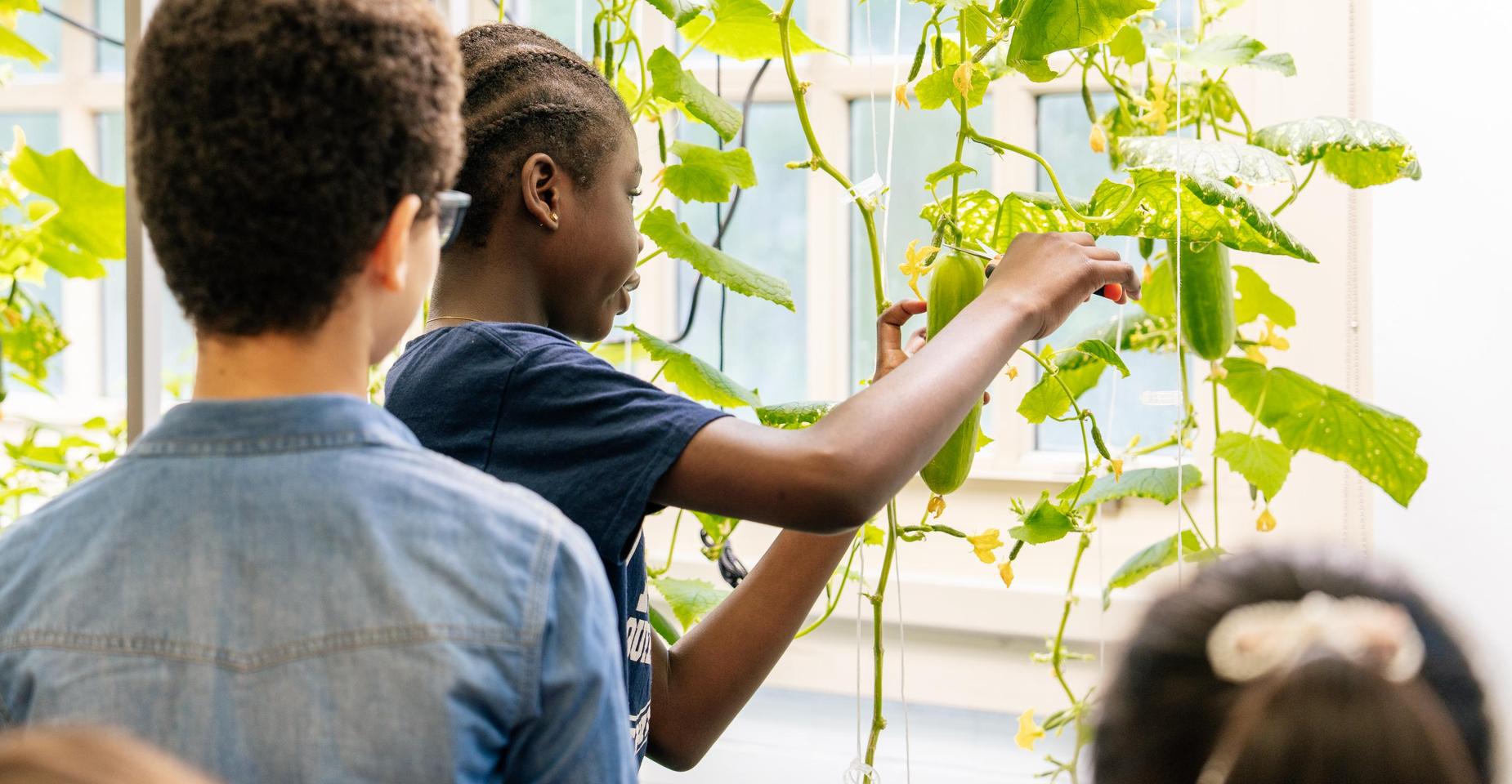 A child picking vegetables from a vertical garden while another child observes.