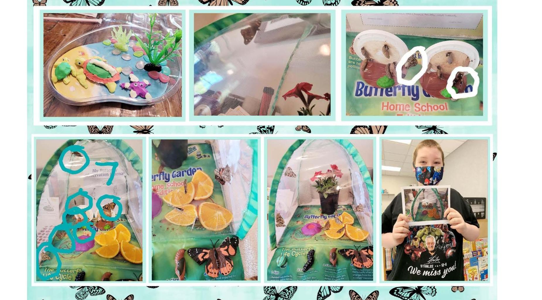 Butterfly Project