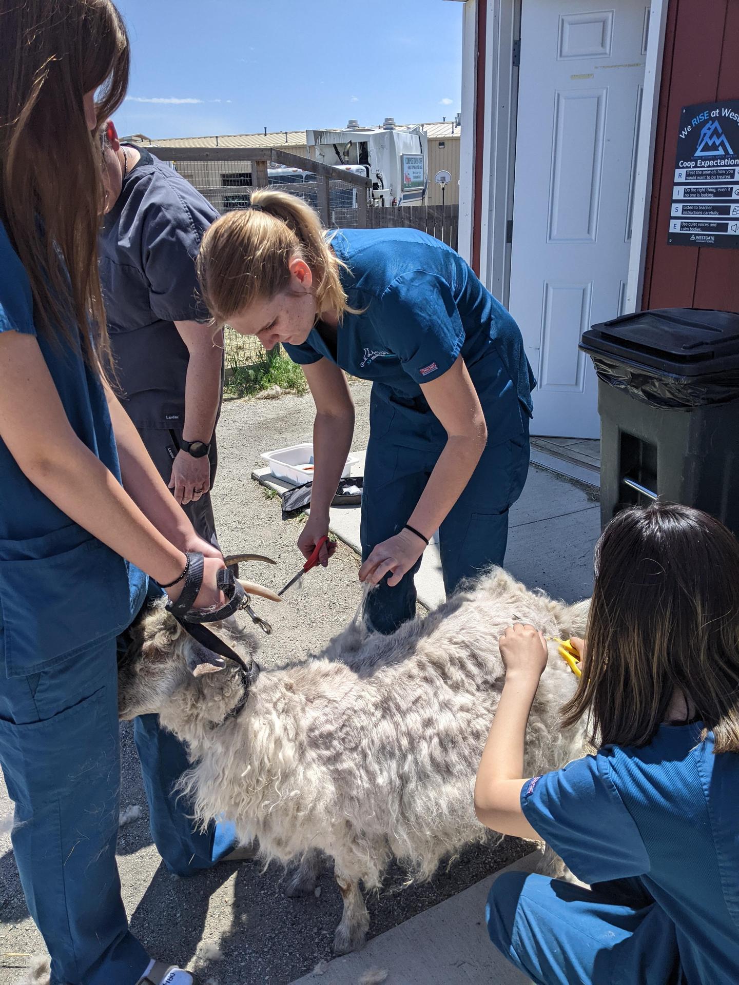 Future Forward Students with Westgate goats