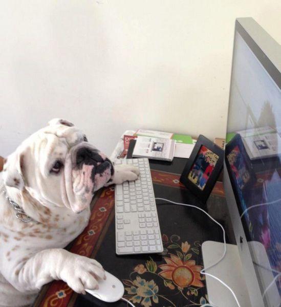 English bulldog with paws on keyboard and mouse using an imac